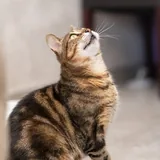 Сэра, кошка 5