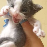 Котята 3