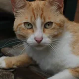 Canon EOS 550D с объективом 4