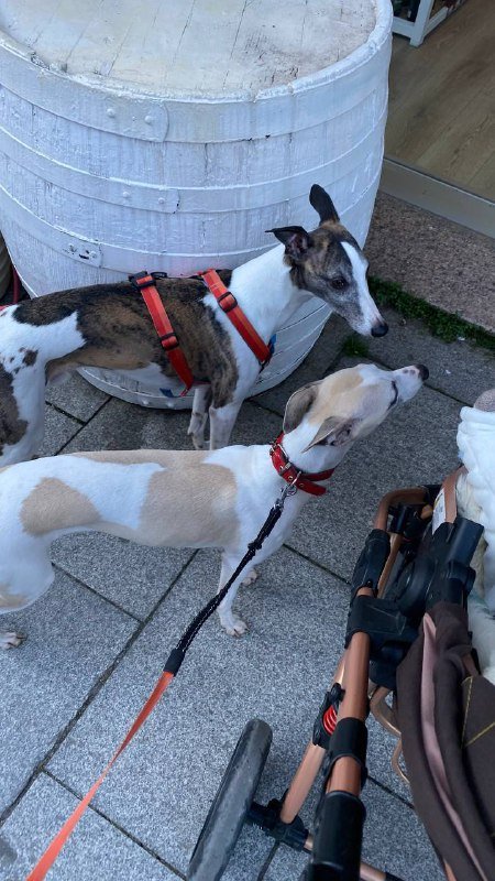 Щенки уиппета British Whippet 3