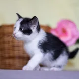 Котята 3