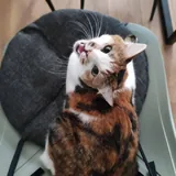 Кошка Курага ищет дом 3