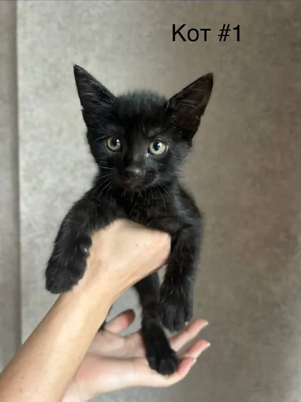 Котята, два братика 1