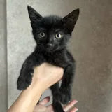 Котята, два братика 1