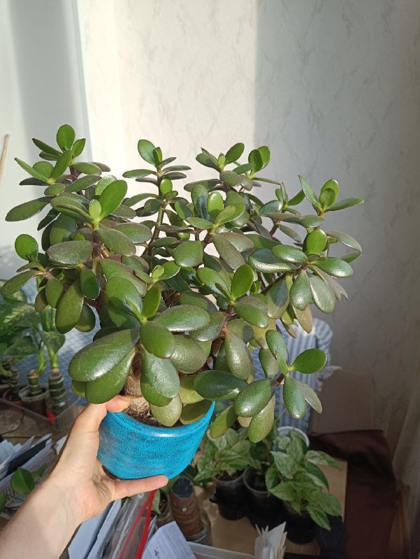 Алоэ вера, Крассула, Замиокулькас растения 3