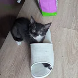 Котята Пухля, Богатырь и Пузырик 3