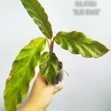 Комнатные растения, цветы 3