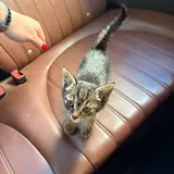 Котёнок ищет любящую семью 4