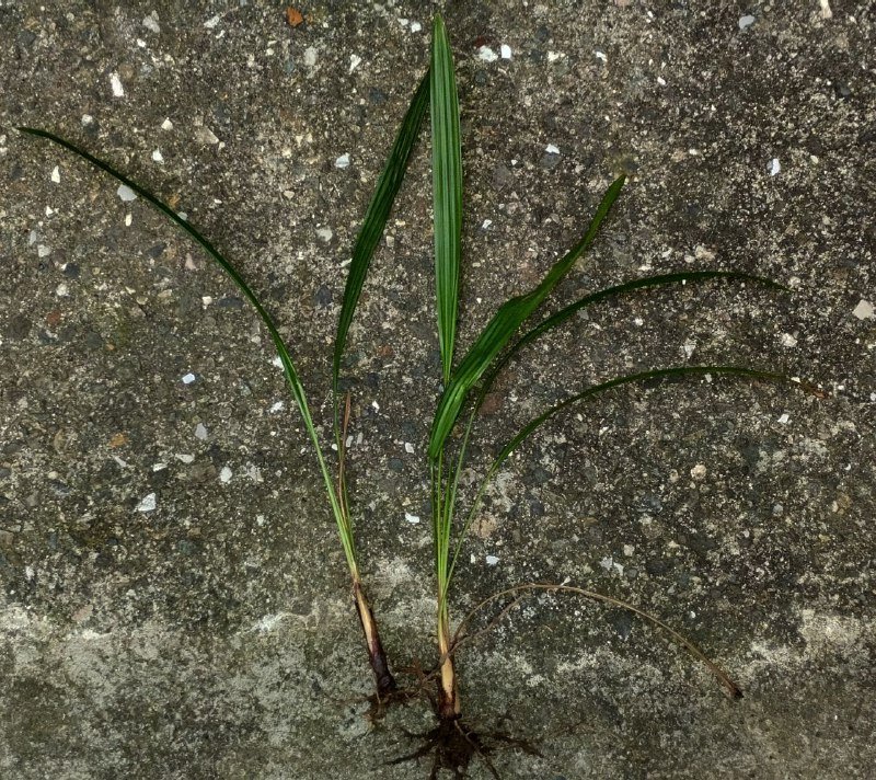 Ростки финиковой пальмы