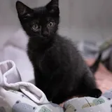 Котята 3
