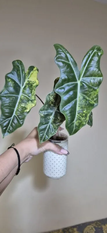 Alocasia Pseudo-Sanderiana Aurea Variegata ტუბერი, ნერგი 1