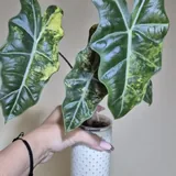 Alocasia Pseudo-Sanderiana Aurea Variegata ტუბერი, ნერგი 1
