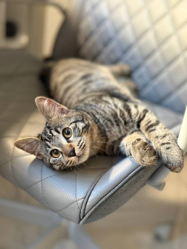 Котенок Кузя в хорошие руки