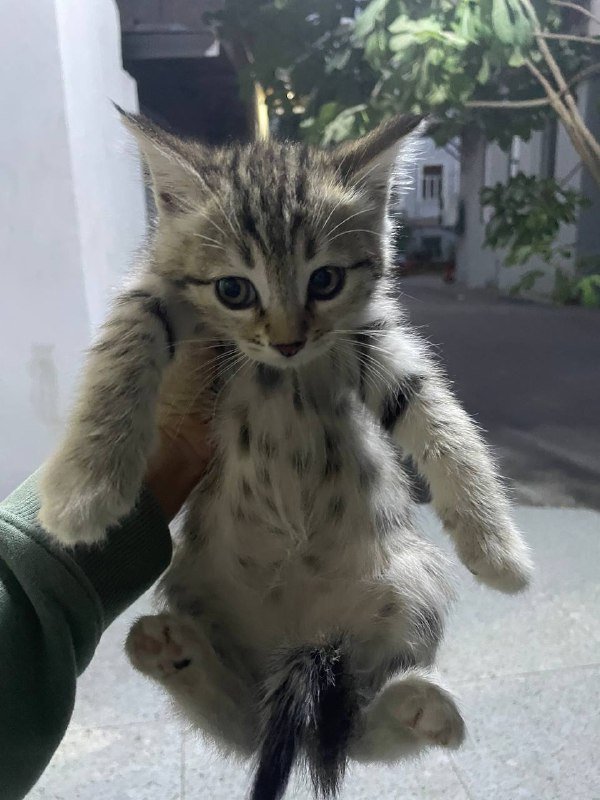 Котята мальчик и девочка 3