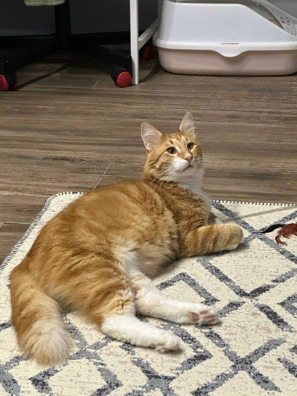 Кот Чупс, 3-4 года, в добрые руки 4