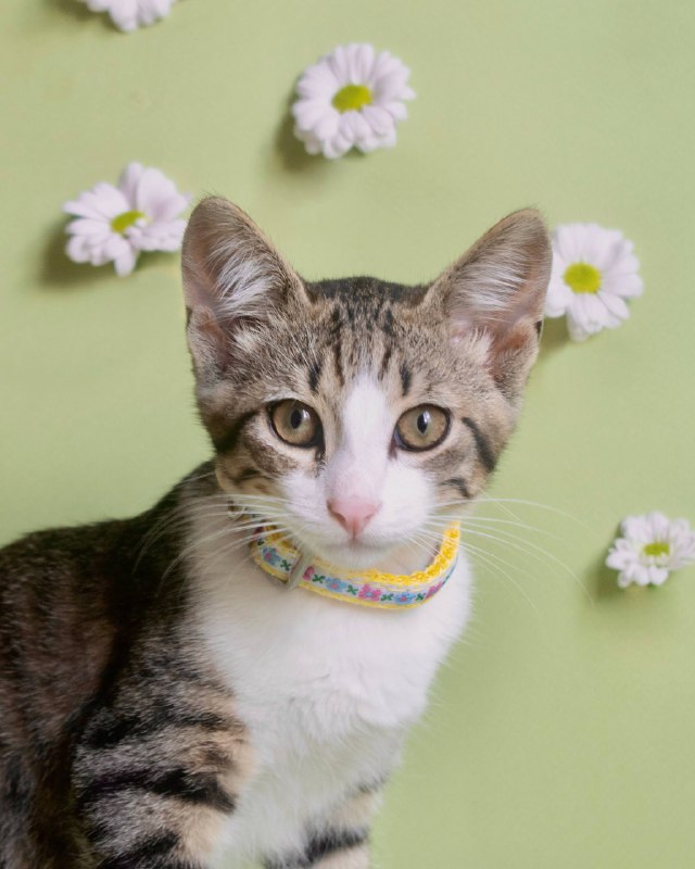 Котёнок Васька ищет дом 2