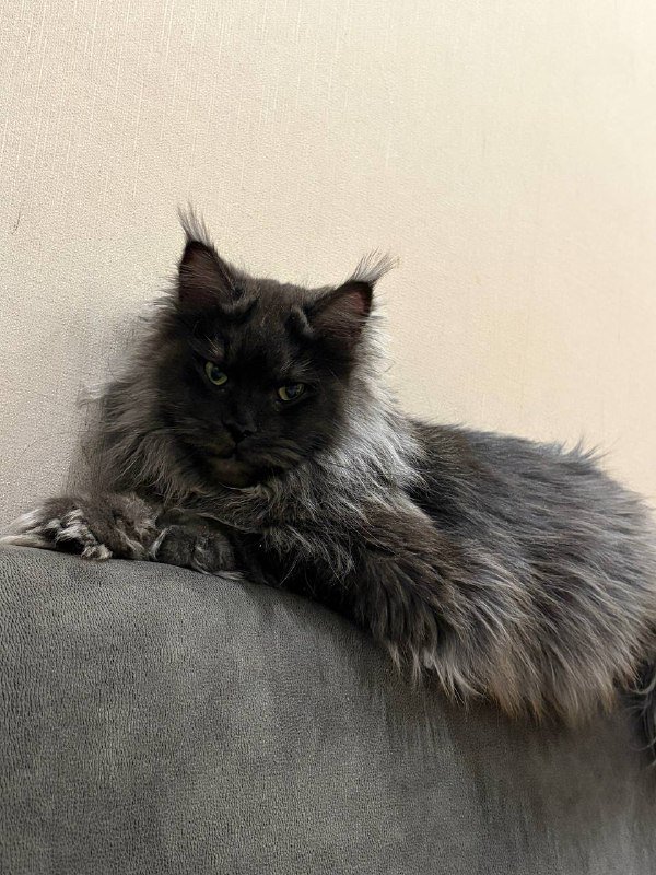 Мейн Кун кошка 2 года