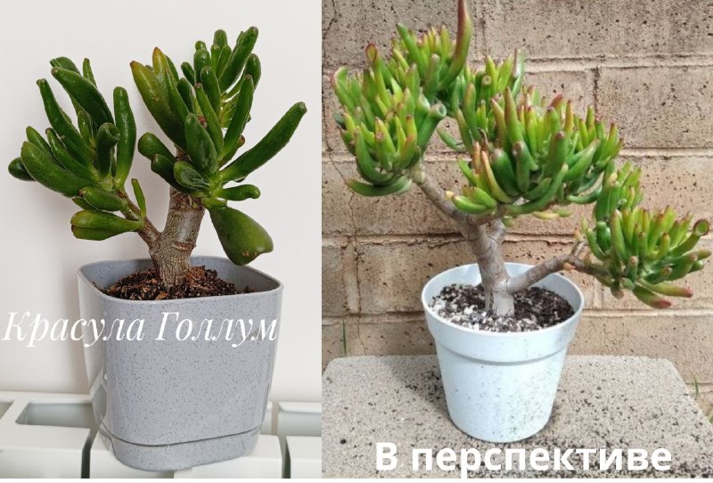 Суккуленты, Красула, Пеларгония, Декабрист, Традесканция 10