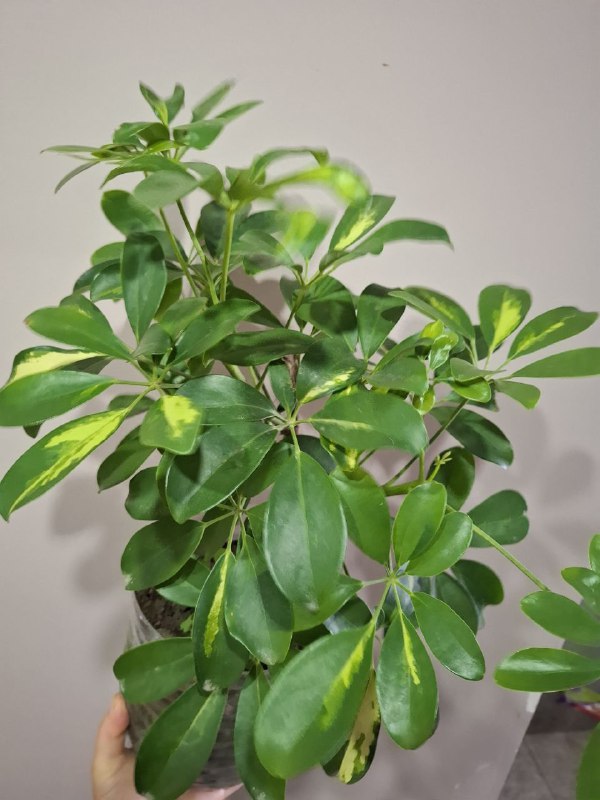 Монстера, геффлера, фикус, строманты, оттона, портулак цветущий 9