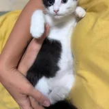 Котёнок Флеш 4