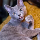 Русский голубой котёнок Грогу 2