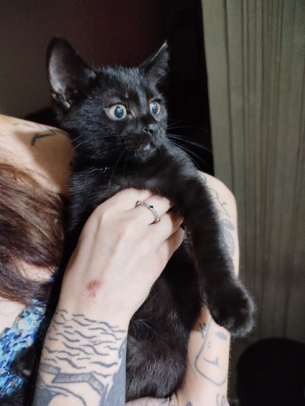 Чёрные котята мальчики и девочка 2
