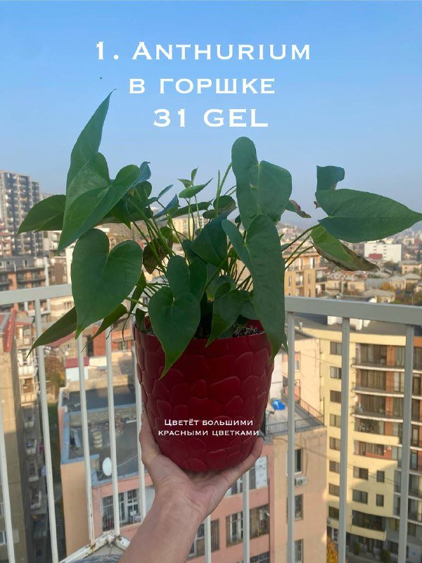 Цветы в горшках 6