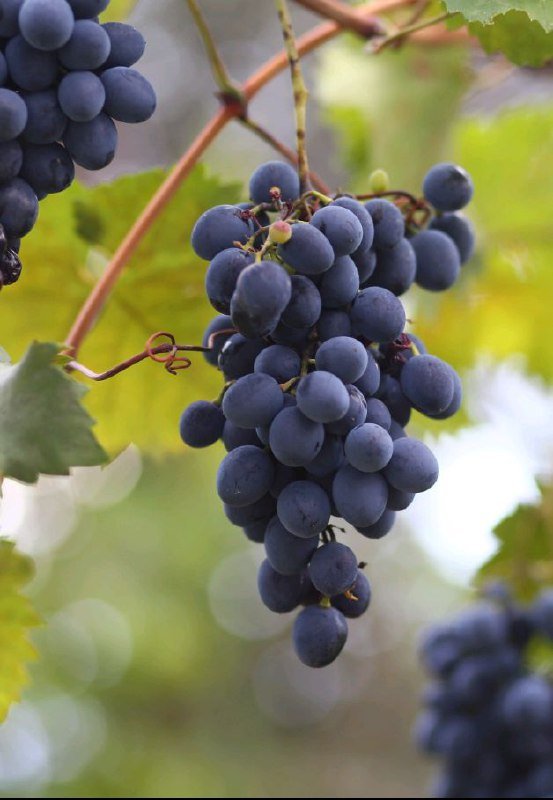 Фотоаппарат Nikon D3100 6