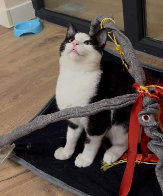 Котенок Панда 5 месяцев мальчик Бесплатно 2