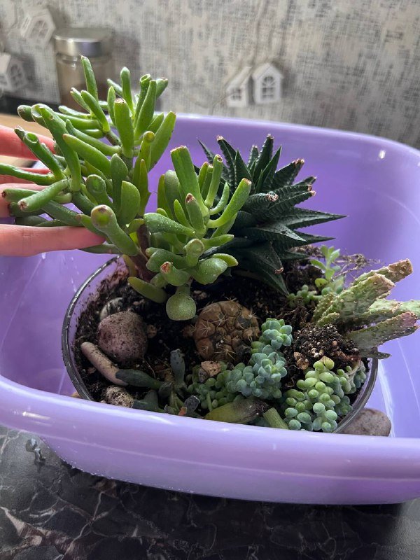 6 видов суккулентов с плошкой