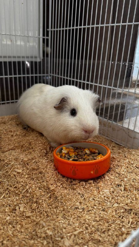 Морская свинка с домиком и опилками