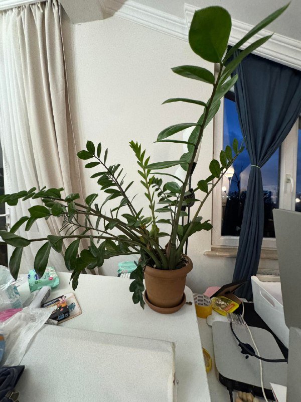 растения в горшках 5