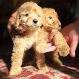 Щенки пуделя 4