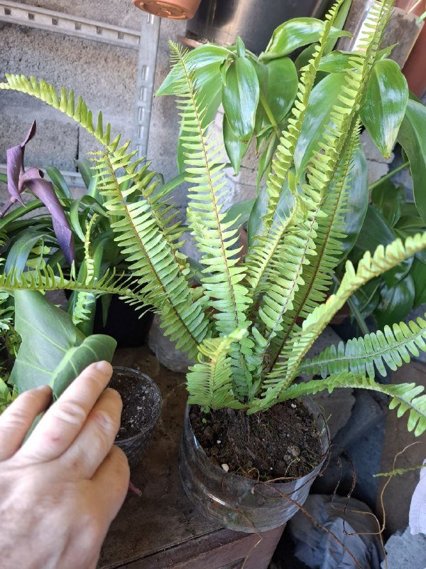 Монстеры, строманта, бегония, папоротник, традесканция, суккуленты, каланхоэ 2