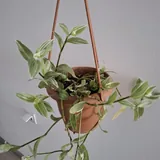Кактусы, традесканция, хлорофитум, калатея, роули 4