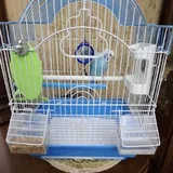 Попугай, клетка 3