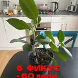 Монстеры, фикусы 9