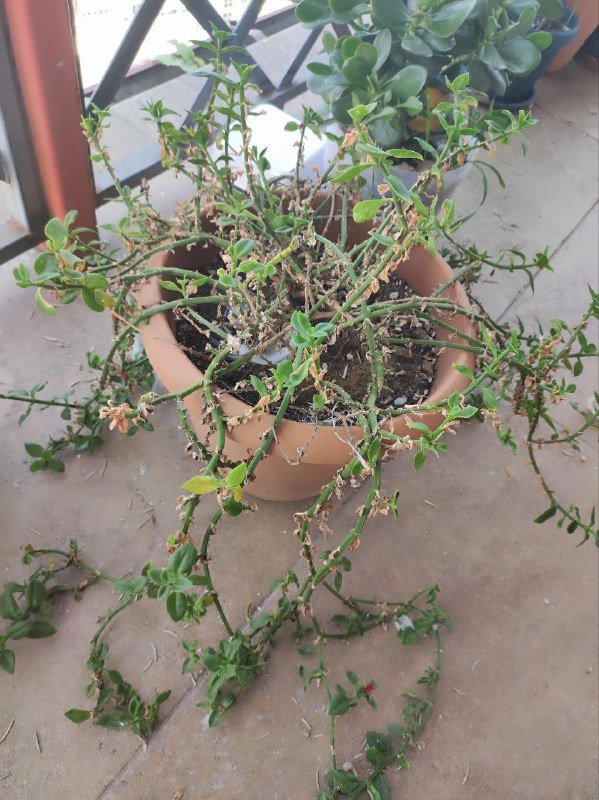 Драцены большая, с красным цветком, денежное дерево, авокадо, весенние цветы, живая ёлка 4