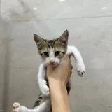 Котята 3