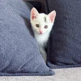 Котик 2