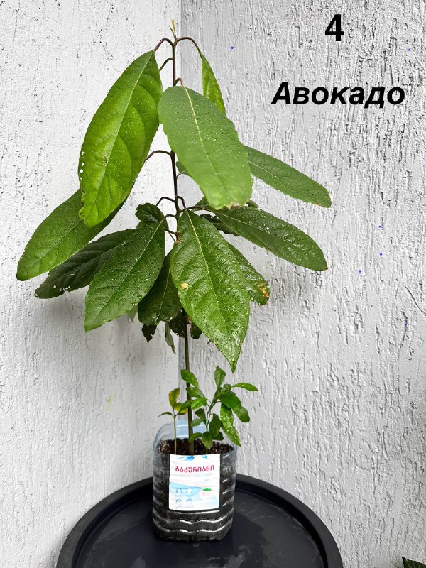 Традесканция зебрина, кофе арабика, цитрусы, авокадо, пуансеттия, азалия розовая, мини-хризантемы 2