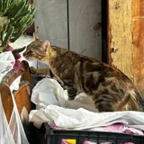 Кошка Хлоя 2