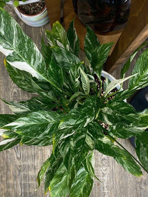 Спатифиллум Домино в горшке 3 л 2