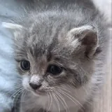 კნუტები 3