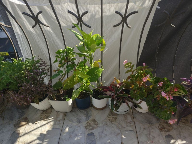 комнатные растения 4