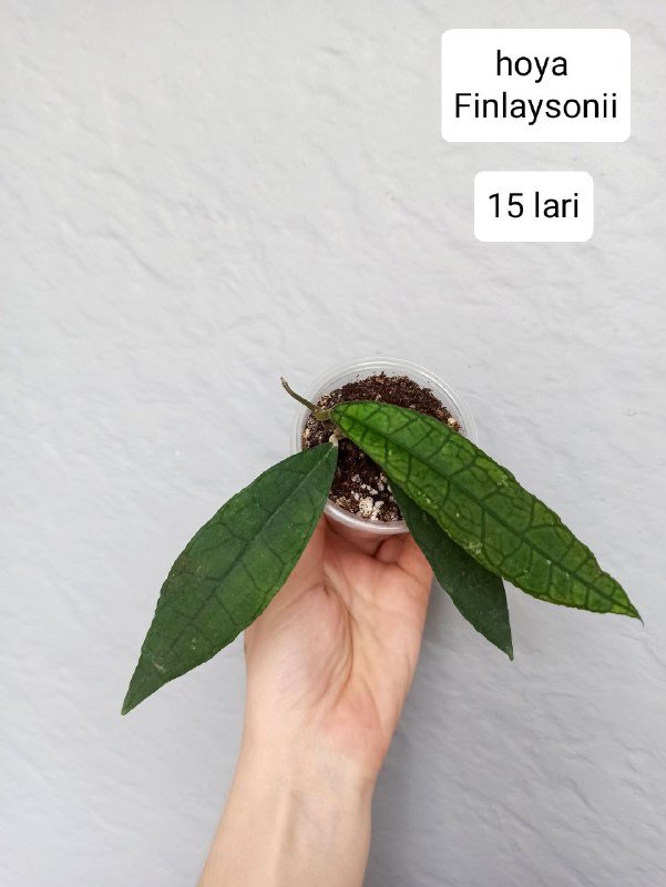 Бегонии, хойи 7