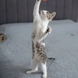 Ася, кошка 1
