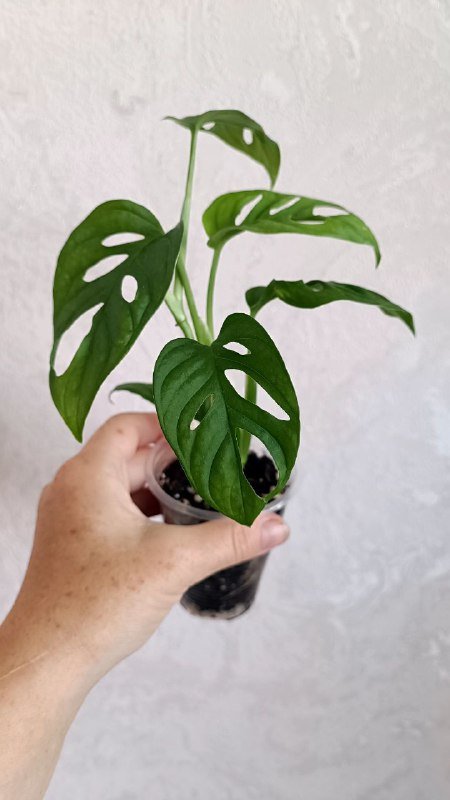 Гипоэстес розовый, Альтернатера, Традесканция Роза Триколор, Колеус Малифесента, Пилея Кадье, Традесканция Нанук, Альтернатера 2 черенка, Монстера Адансона 2 черенка 8