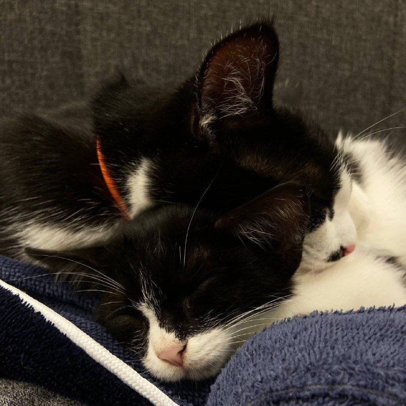 Два кота Шерлок и Смоки в дар 5