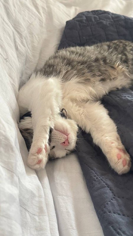 Котенок Скутер ищет дом 3